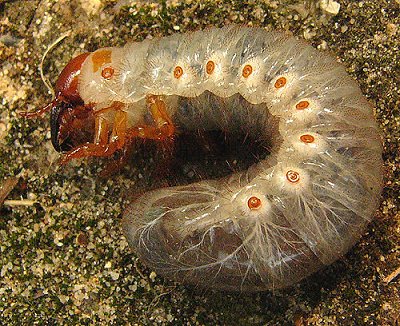 larva